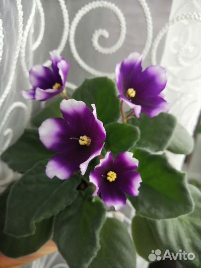 Коллекционные фиалки