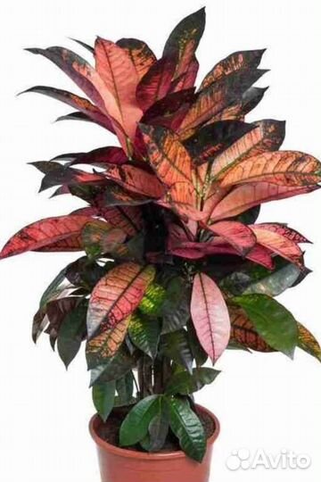 Кодиеум(Кротон) Миссис Айстон