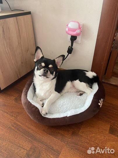 Вязка кобель чихуахуа