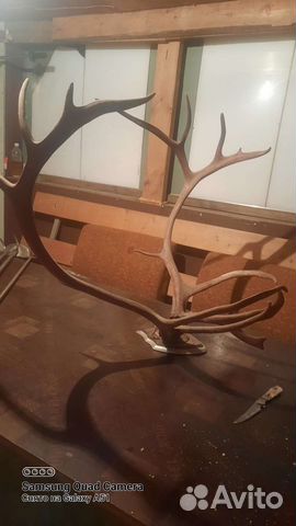 Продам рога оленя