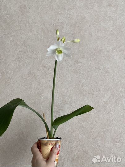 Комнатные цветы эухарис