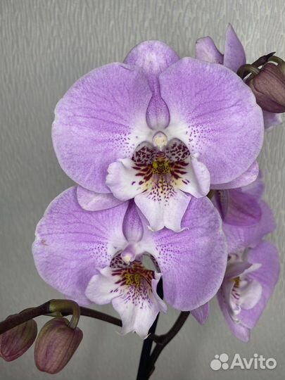 Орхидея фаленопсис биг лип