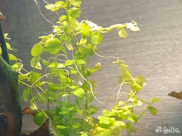 Лимонник. Пистия. Бакопа. Элодея