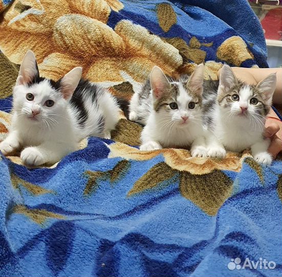 Котята