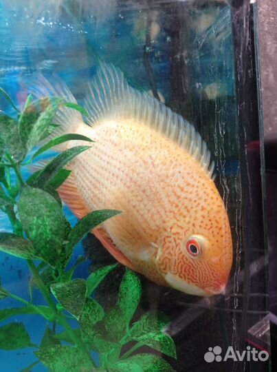 Аквариум с тумбой, рыбками оборудованием