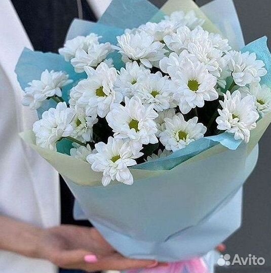 Хризантема