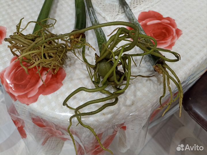 Ветки замиакулькаса