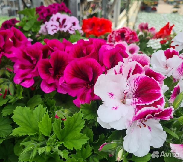 Саженцы, цветы комнатные, садовые