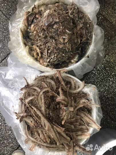 Продаю рыбные отходы