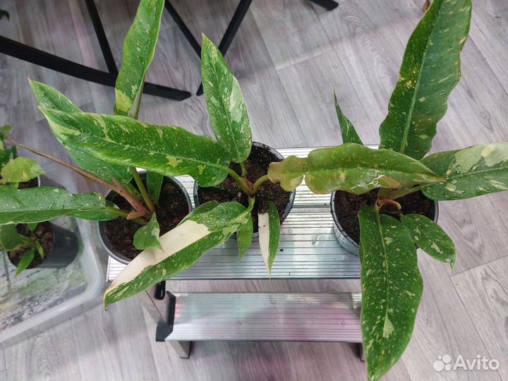 Филодондер ring ов фаер