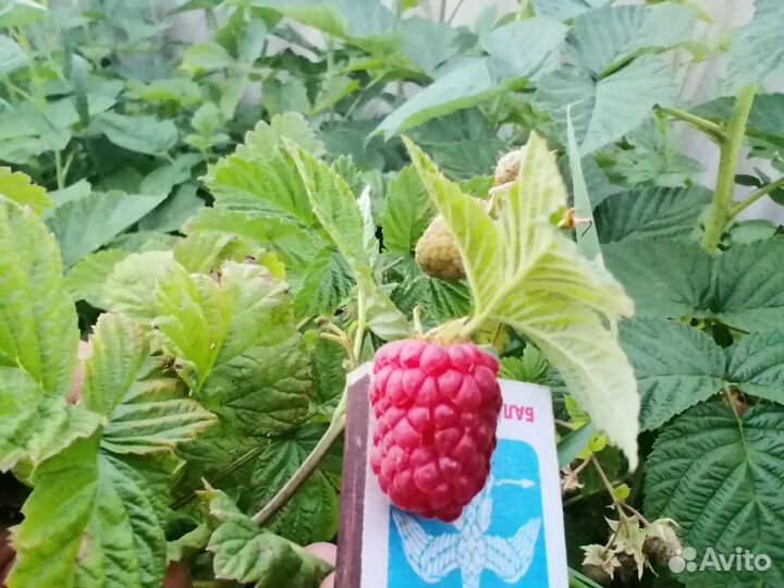 Летние крупноплодные сорта малины