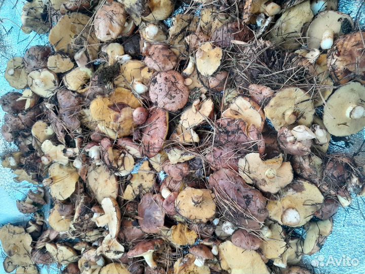 Грибы маслята свежие