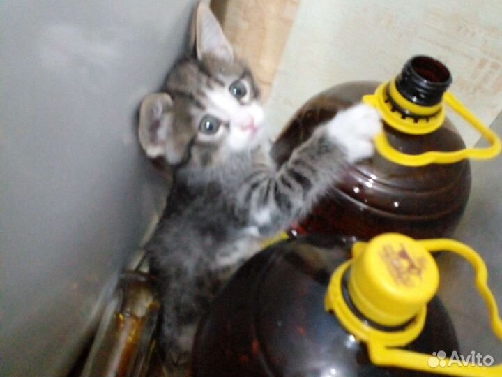 Котята в добрые руки