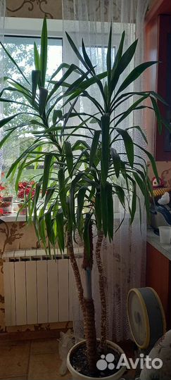 Пальма юкка