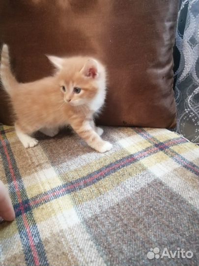 Котята митисы