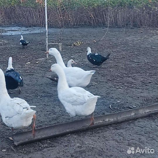 Гуси домашние