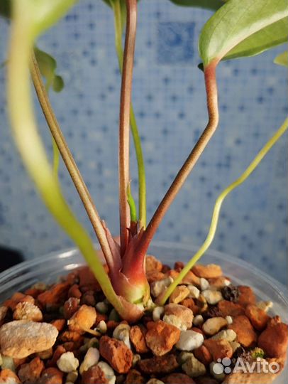 Антуриум вариегатный