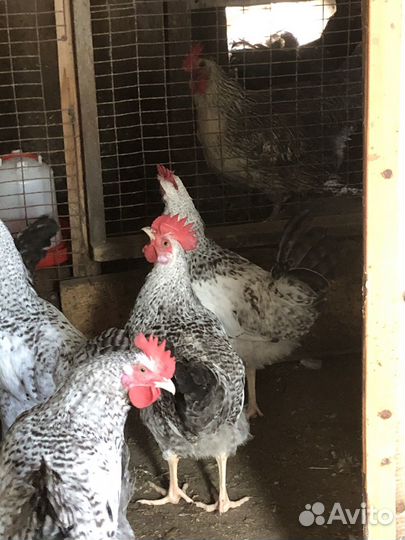 Петушки на племя