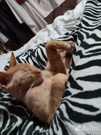 Донской сфинкс браш