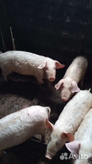 Поросята ландрас