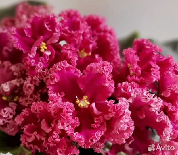 Фиалка лф-дарья. Детка