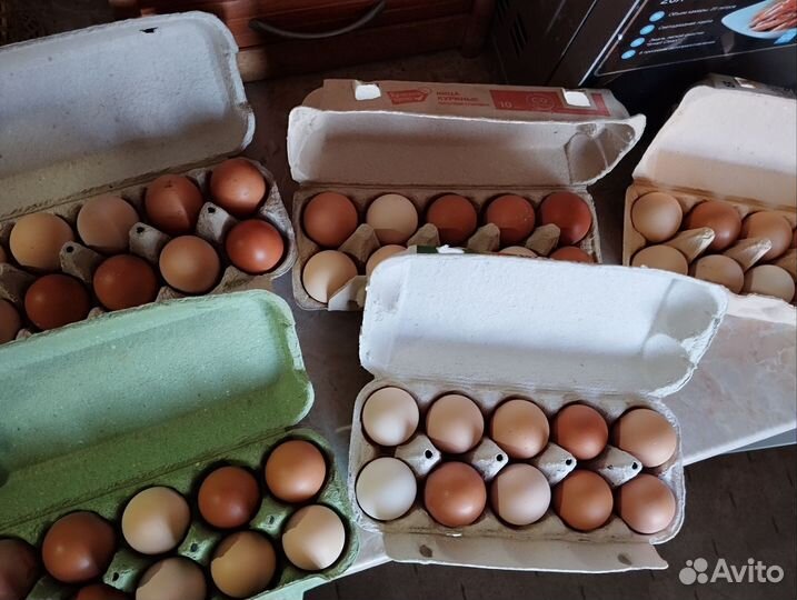 Домашние куриные яйца