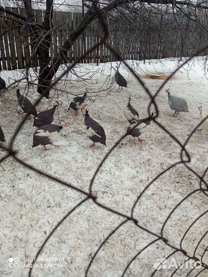 Цесарки и цесарята