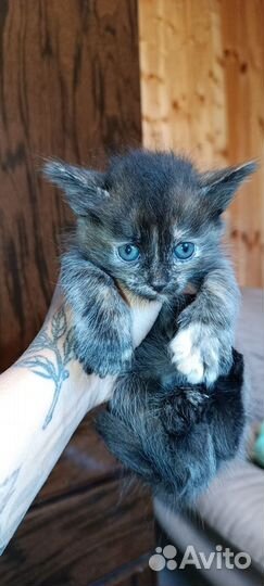 Котенок