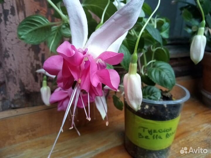 Черенки фуксии