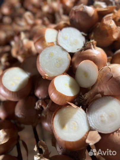 Лук репчатый оптом на выгонку пера