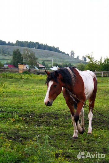Пегая кобылка