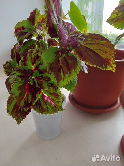 Колеусы для клумб