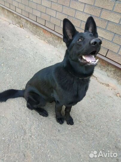 Немецкая овчарка кобель для вязки