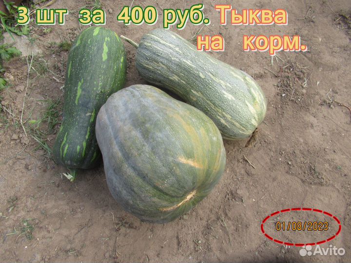 Тыква