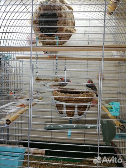 Зебровые амадины