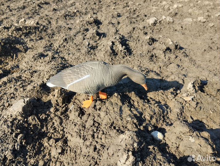 Чучела Белолобого гуся 3D XPE