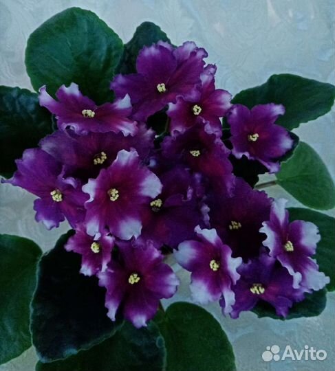 Фиалка домашняя(сенполия)