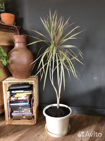 Драцена биколор