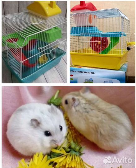 Хомячки персиковые(+Клетки)