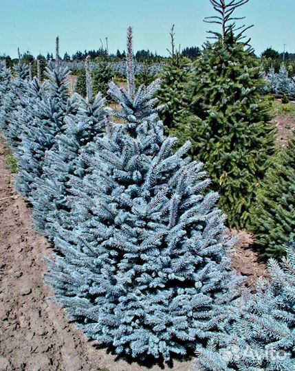 Ель обычная 3м+