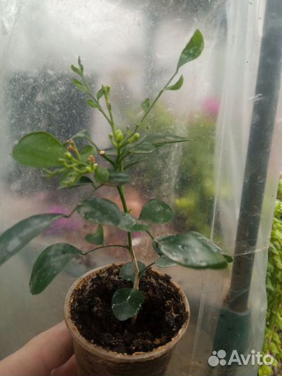 Муррайя, Мирт, Калистемон, Цикломен