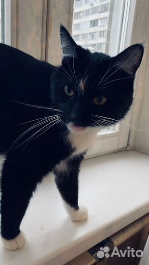 В добрые руки