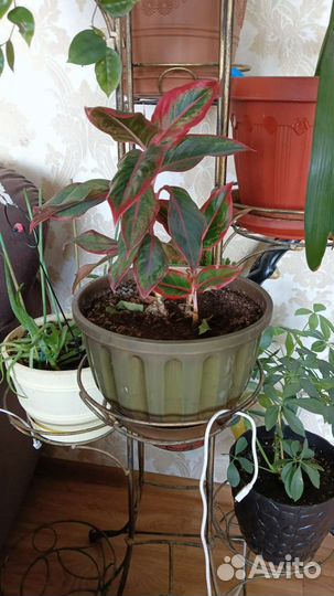 Комнатные цветы