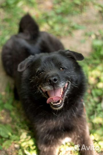 Маленькая собака в добрые руки
