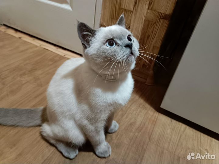 Шотландский кот блю поинт