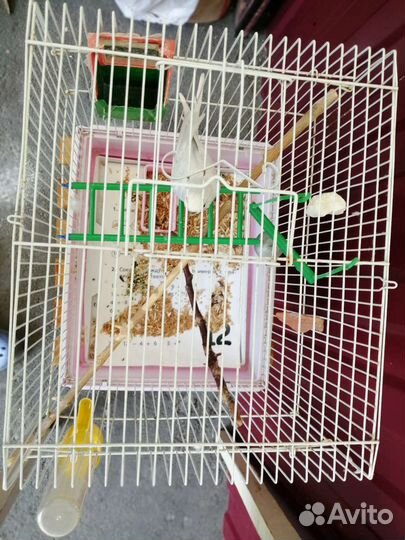Попугай Арчи + клетка