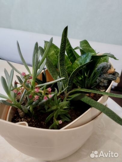 Садик из суккулентов