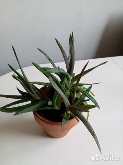 Суккуленты, хатиора, алоэ, хавортия