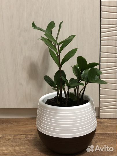 Замиокулькас