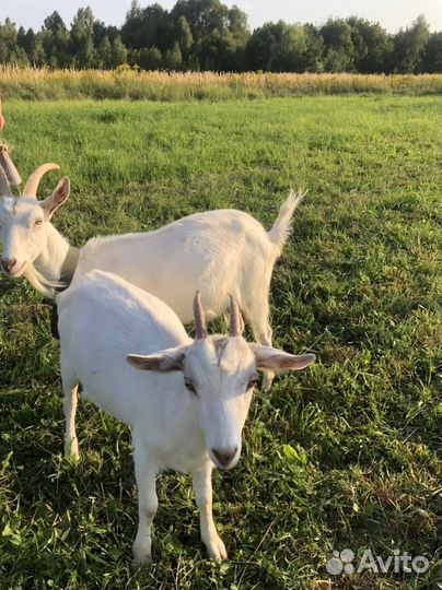 Коза дойная с козочкой